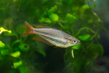 Melanotaenia maccullochi - Dwarf Rainbowfish