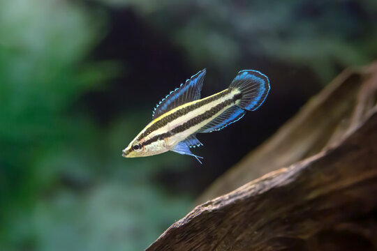 Licorice Gourami - Parosphromenus Sp. "Blue Line"