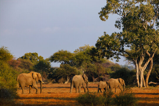 African bush elephant (Loxodonta africana) herd and nashatu or nyala (Xanthocercis zambesiaca) tree. Mashatu, Northern Tuli Game Reserve. Botswana