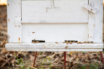 Bee perched on a white bee box in the garden, professional beekeeping.