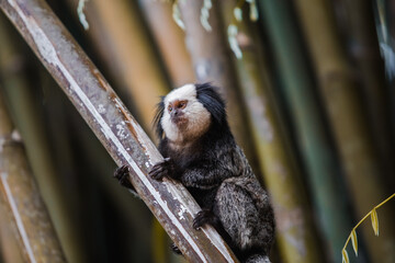 Macaquinho pequeno segurando bambu 
