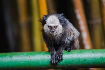 Macaco sentado em corrimão