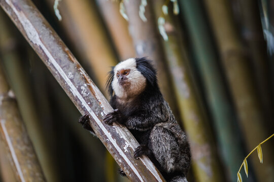 Macaquinho pequeno segurando bambu 