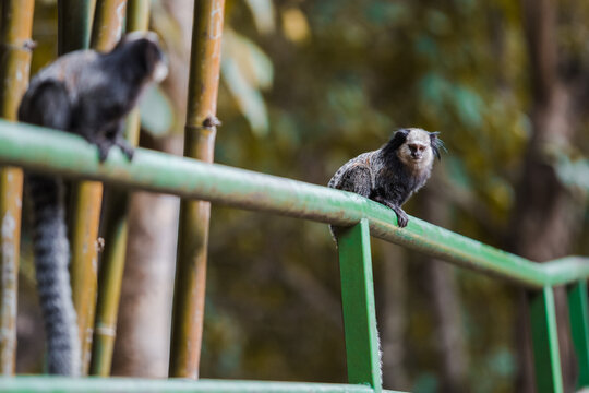 Macaco-prego-de-cara-branca Fotografia, Fotos