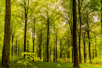 morning in the birch forest