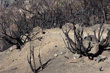 Almond tree after fire