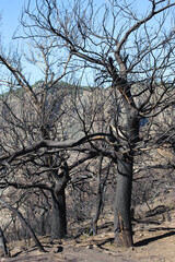 Almond trees after fire