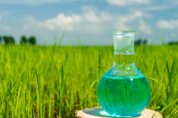 Image of a glass flask with a chemical solution on the background of young rice shoots. Glass bulb. Agrochemical solution. Chemical agent. Fertilizer. Plant protection.