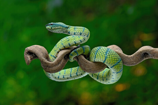 green snake on a tree