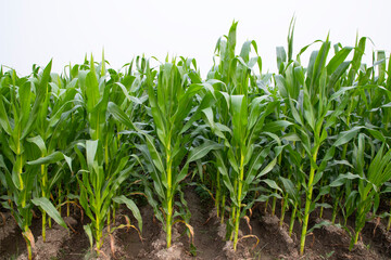 Green corn field in growth at agricultural field,Agriculture concept