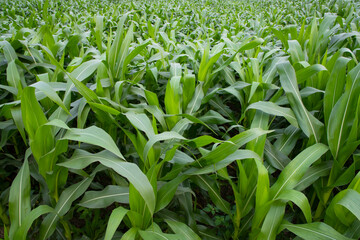 Young green corn plants growing in the field, closeup view