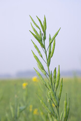 green raw rapeseed spike in the field with blurred background and copy space