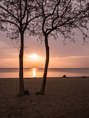 tree and beach sunset silhouette