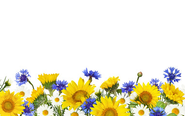Sunflowers, daisy flowers and knapweeds in a border arrangement isolated on white or transparent background - 565560719