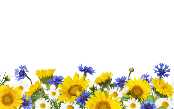 Sunflowers, daisy flowers and knapweeds in a border arrangement isolated on white or transparent background