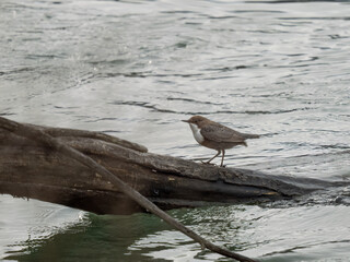 Wasseramsel (Cinclus)