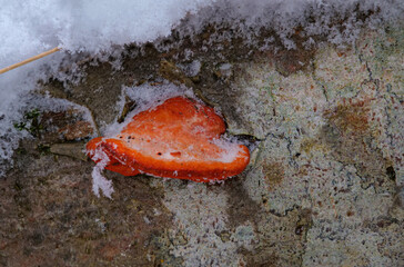 Zinnoberrote Tramete (Pycnoporus cinnabarinus)