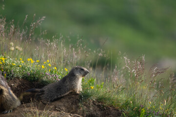 Marmottes