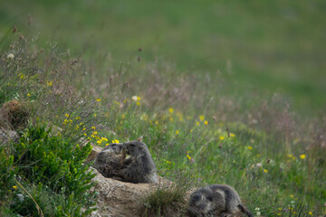 Marmottes