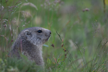 Marmottes