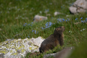 Marmottes