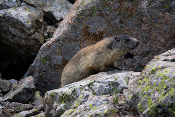 Marmottes