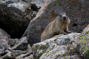 Marmottes