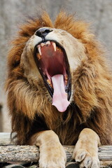 口を大きく開けたオスのライオン