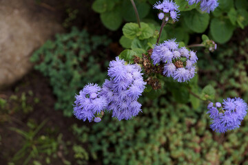 Milky purple decorative flowers in the botanical garden