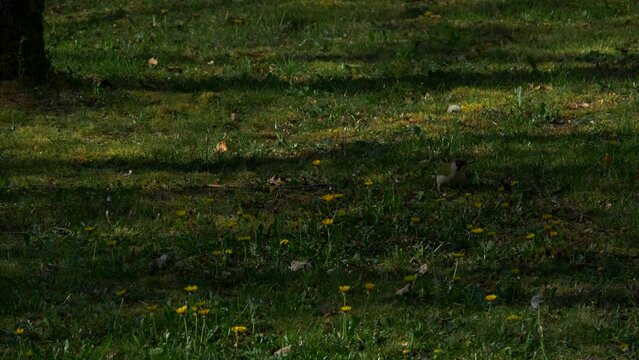 A slow motion shot of a Loriot bird eating on a field of grass and dandelions. Perfect for bird, nature and slow motion themes. 