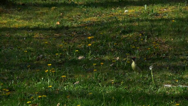 A variation of a slow motion shot of a Loriot bird eating on a field of grass and dandelions. Perfect for bird, nature and slow motion themes. 