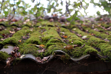 Moss on the slate roof of a village house