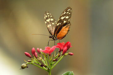 Schmetterling sitzt auf Blume
