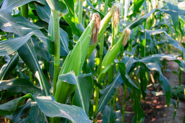 corn in the fields, corn farm