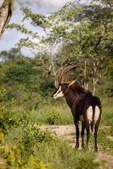 Sable antelope (Hippotragus niger). Mpumlanga. South Africa