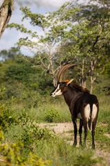 Zelfklevend Fotobehang Sable antelope (Hippotragus niger). Mpumlanga. South Africa © Roger de la Harpe