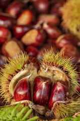 Ripe chestnuts close up. Fresh sweet chestnut. Castanea sativa top wiew. Food background. - Image