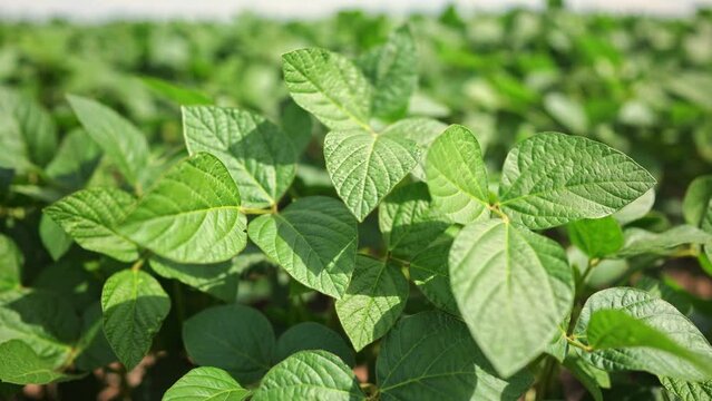Agriculture. plantation a soybean field green bean plants close-up. business farming concept. soybean cultivation, vegetables lifestyle, plant care. movement for a green soybean field. bio farm