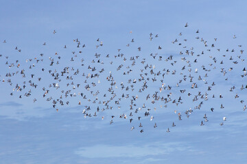 large number of homing pigeon flying against clear blue sky