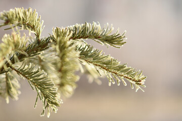 branches of a pine. Fir branch on a light background