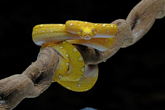 green tree python