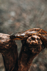 Wild snake python crawling on a tree branch in the wildlife. Vertical