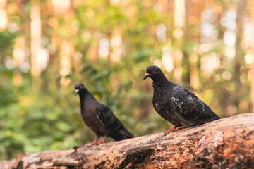Two black pigeons are sitting on a log in the autumn forest on a sunny day