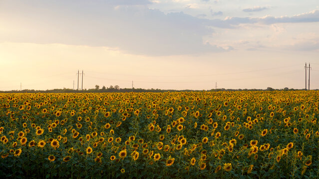 A large field of sunflowers during sunset under the sist of Odesa in Ukraine