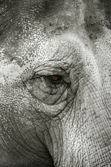 Gros plan sur la tête d'un éléphant