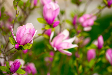 Fototapeta na wymiar Blooming magnolia in spring. Beautiful buds of pink flowers close-up with blurred space for text.