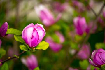 Fototapeta premium Blooming magnolia in spring. Beautiful buds of pink flowers close-up with blurred space for text.
