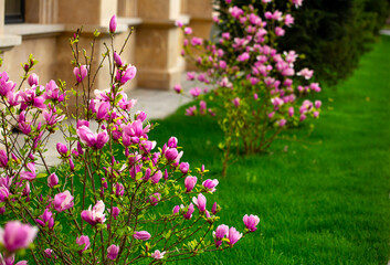 Blooming magnolia in spring. Beautiful buds of pink flowers close-up with blurred space for text.
