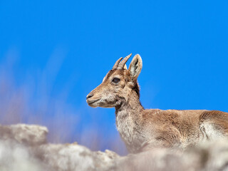 Southeastern Spanish Ibex. Capra pyrenaica