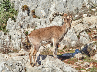 Southeastern Spanish Ibex. Capra pyrenaica